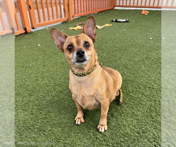 Medium Photo #2 Chihuahua-Unknown Mix Puppy For Sale in Las Vegas, NV, USA