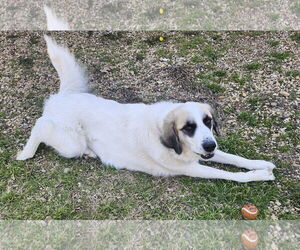 Lizzy - Female Great Pyrenees Dog for Adoption - Photo #4