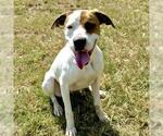 Small Plott Hound Mix