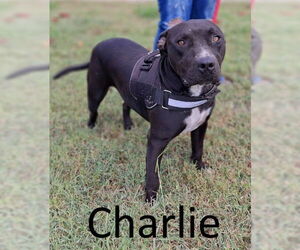 American Pit Bull Terrier-Staffordshire Bull Terrier Mix Dogs for adoption in Mountain View, AR, USA