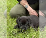 Small #5 Labrador Retriever Mix