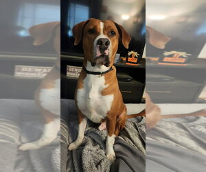 Eeyore - Male Mutt Dog for Adoption - Photo #3