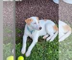 Small Photo #8 Great Pyrenees Puppy For Sale in Yardley, PA, USA