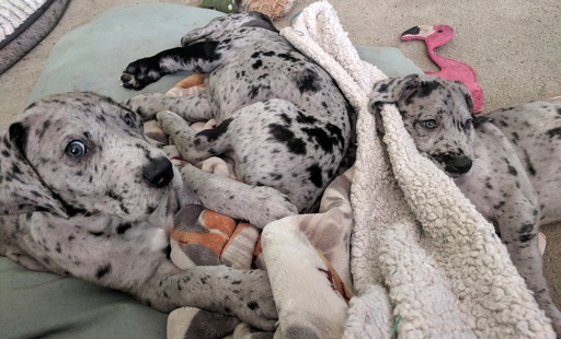 Medium Photo #1 Great Dane Puppy For Sale in INDEPENDENCE, MO, USA