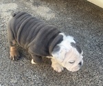 Small #3 Bulldog
