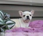 Small #3 French Bulldog