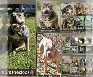 Mother of the American Bully puppies born on 12/15/2020