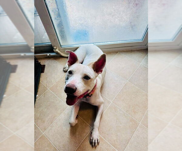 Medium Photo #21 American Staffordshire Terrier-Unknown Mix Puppy For Sale in Aurora, CO, USA