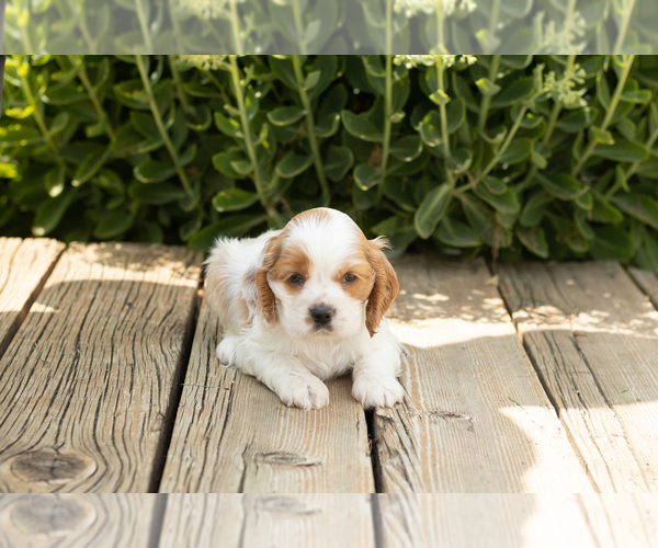 Medium Photo #4 Cocker Spaniel Puppy For Sale in NAPPANEE, IN, USA