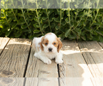 Small #3 Cocker Spaniel