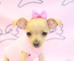 Small Photo #4 Chihuahua Puppy For Sale in LAS VEGAS, NV, USA