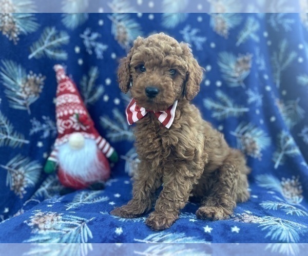 Medium Photo #3 Cock-A-Poo Puppy For Sale in LAKELAND, FL, USA