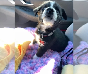 Labrador Retriever-Siberian Husky Mix Puppy for sale in SAN DIEGO, CA, USA