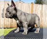 Small Photo #8 French Bulldog Puppy For Sale in GRAHAM, WA, USA