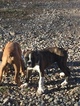 Small Photo #22 Boxer Puppy For Sale in AFTON, WY, USA
