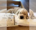Small Photo #24 Golden Retriever Puppy For Sale in CARTHAGE, MO, USA