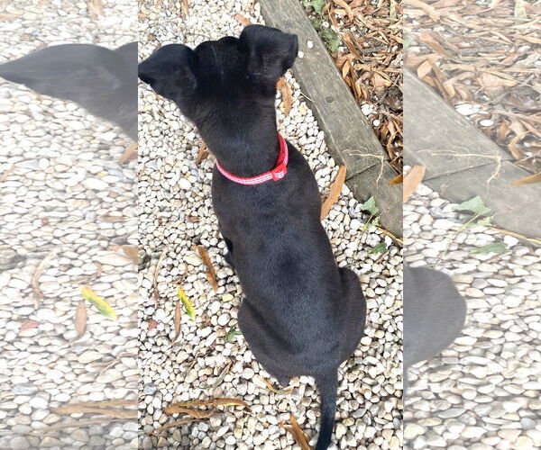 Medium Photo #13 Labrador Retriever-Unknown Mix Puppy For Sale in Holly Springs, NC, USA