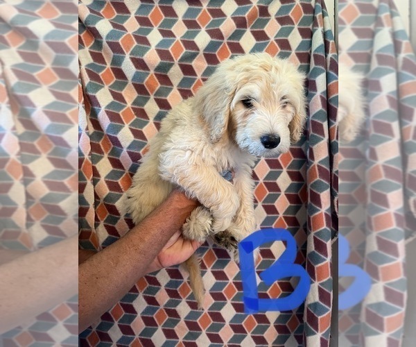 Medium Photo #2 Goldendoodle Puppy For Sale in GROTON, NY, USA