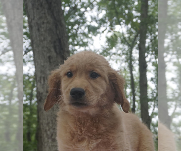 Medium Photo #2 Golden Retriever Puppy For Sale in WARSAW, IN, USA