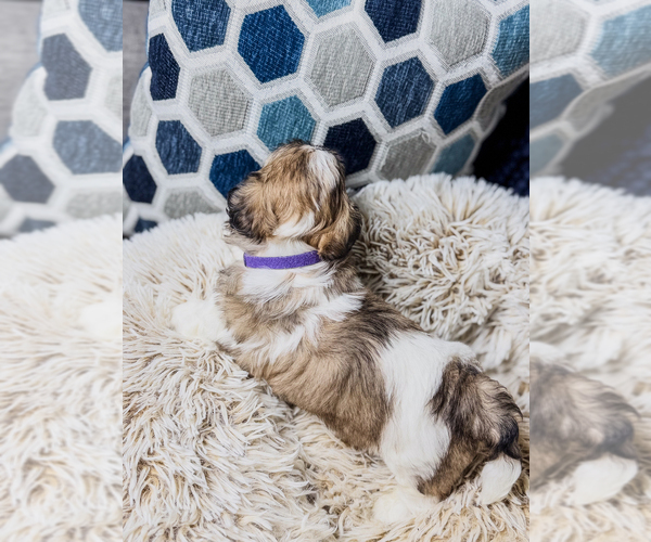 Medium Photo #9 Zuchon Puppy For Sale in CLERMONT, FL, USA
