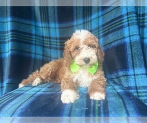 Cavapoo Puppy for sale in LAKELAND, FL, USA