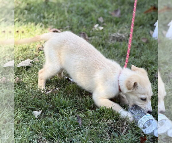 Medium Photo #4 Mutt Puppy For Sale in Yardley, PA, USA
