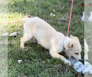 Polly - Female Mutt Dog for Adoption - Photo #4