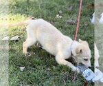 Small Photo #4 Mutt Puppy For Sale in Yardley, PA, USA