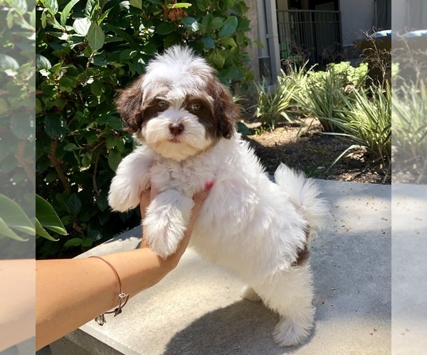 Medium Photo #9 Havanese Puppy For Sale in HOUSTON, TX, USA