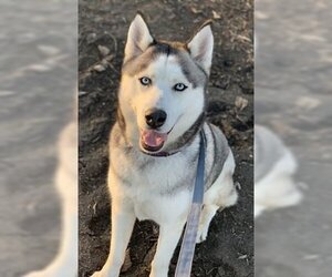 Siberian Husky-Unknown Mix Dogs for adoption in Fremont, CA, USA