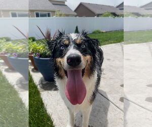 Australian Shepherd-Unknown Mix Dogs for adoption in Fort Collins, CO, USA