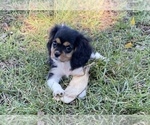 Small Photo #5 Cavalier King Charles Spaniel Puppy For Sale in NILES, MI, USA
