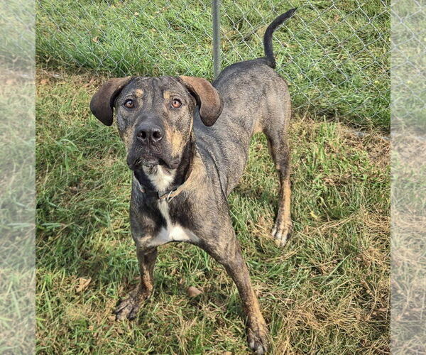 Medium Photo #12 German Shepherd Dog-Vizsla Mix Puppy For Sale in Huntley, IL, USA