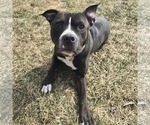 Small #3 American Bulldog Mix