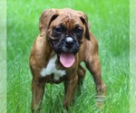 Small #2 Boxer