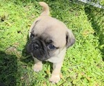 Puppy Tank Pug