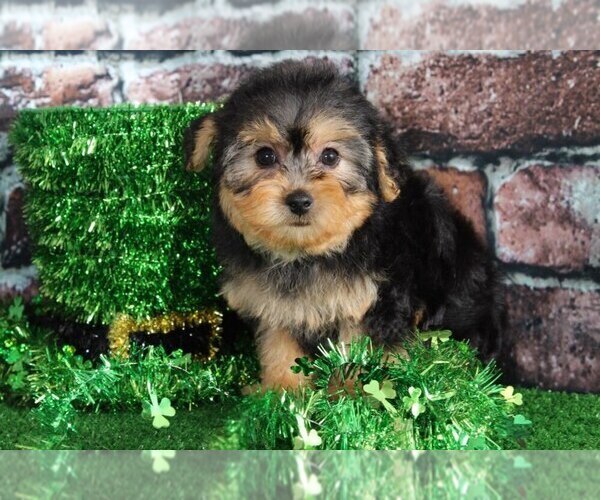 Medium Photo #1 YorkiePoo Puppy For Sale in BEL AIR, MD, USA