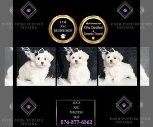 Maltese Puppy for sale in WARSAW, IN, USA