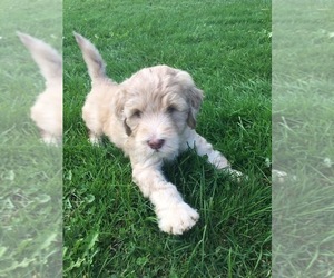 Labradoodle Puppy for sale in FLUSHING, MI, USA