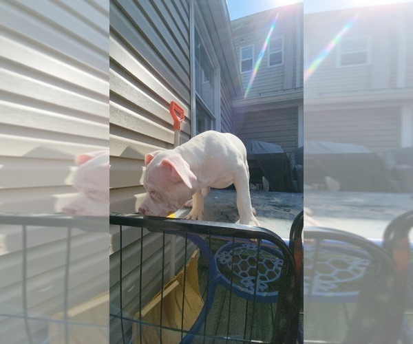Medium Photo #14 American Bully Puppy For Sale in HARRISBURG, PA, USA