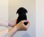 Small Photo #13 Poodle (Miniature) Puppy For Sale in JERSEY CITY, NJ, USA