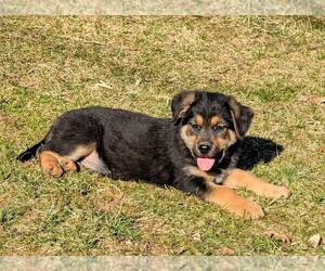 Golden Shepherd Puppy for Sale in GREENCASTLE, Pennsylvania USA