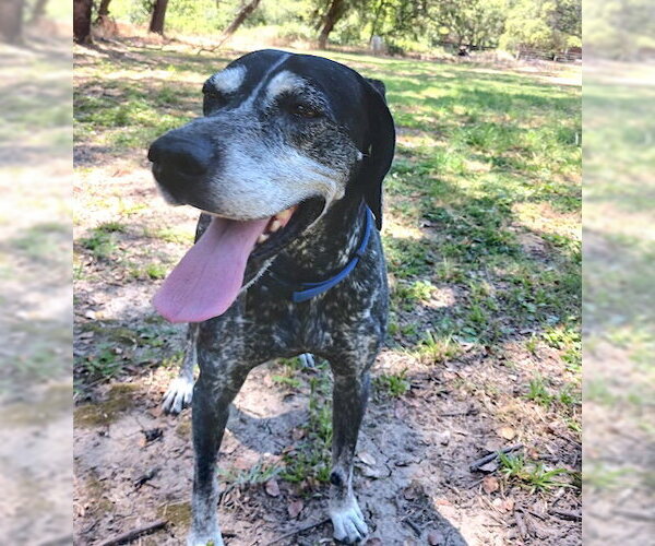 Medium Photo #4 German Shorthaired Pointer Puppy For Sale in Menlo Park, CA, USA