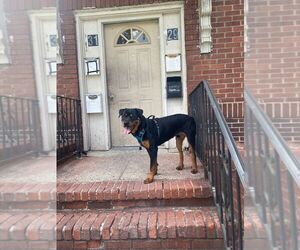 Rottweiler Puppy for sale in IRVINGTON, NJ, USA