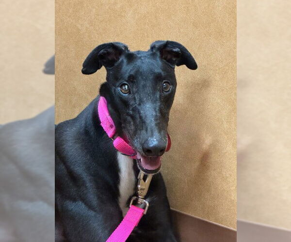 Medium Photo #1 Greyhound Puppy For Sale in Cherry Hill, NJ, USA