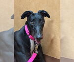 Small Greyhound