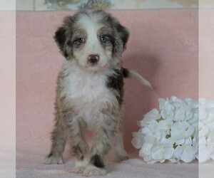 Aussiedoodle Puppy for sale in FREDERICKSBG, OH, USA