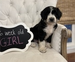 Small Photo #10 Aussiedoodle Puppy For Sale in FRANKLINTON, LA, USA