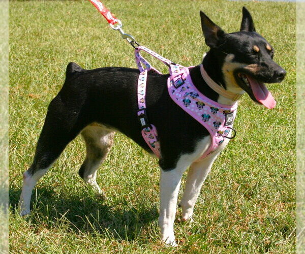 Medium Photo #3 Rat Terrier Puppy For Sale in Linton, IN, USA