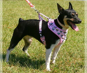 Roxie - Female Rat Terrier Dog for Adoption - Photo #3
